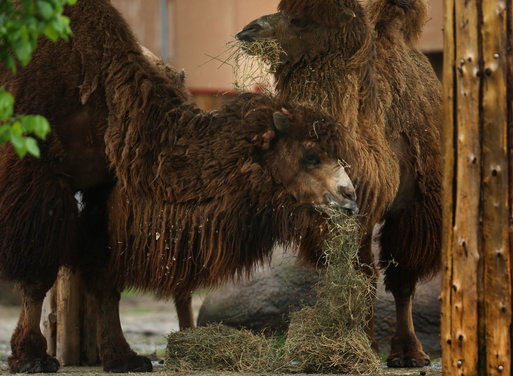 Most work continues at St. Louis Zoo despite coronavirus